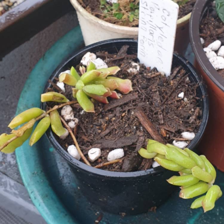 Plant image Cotyledon Papillaris