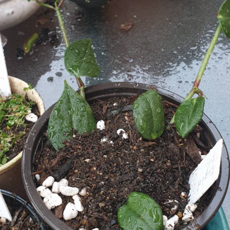 Plant image Peperomia scandens