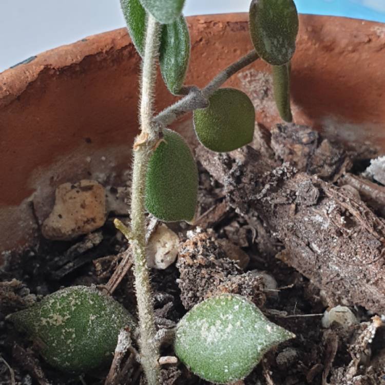 plant image 1521539