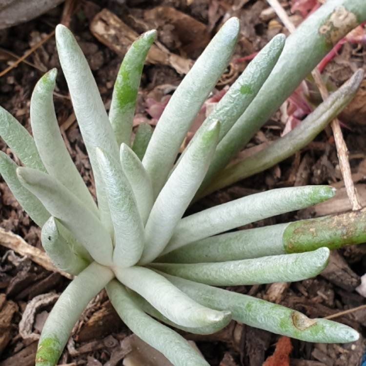 Plant image Senecio Scaposus