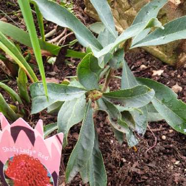 Telopea speciosissima