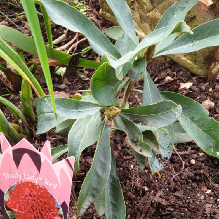 Plant image Telopea speciosissima