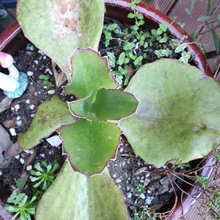 plant image 1528738 plant image 1528738