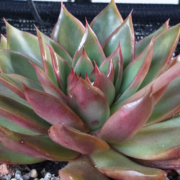 plant image 1529371 plant image 1529371