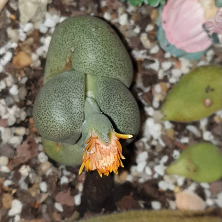 plant image 1531305 plant image 1531305