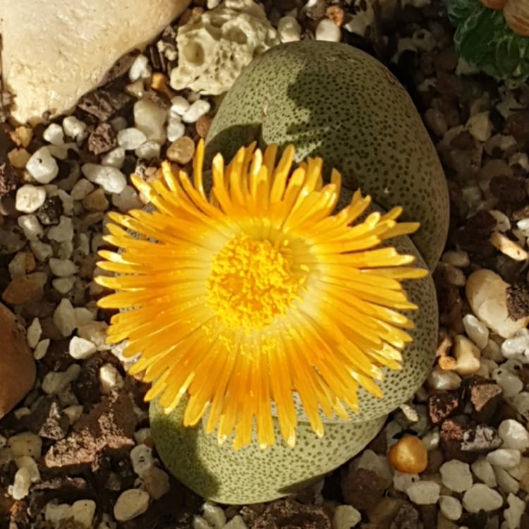 Plant image Pleiospilos nelii