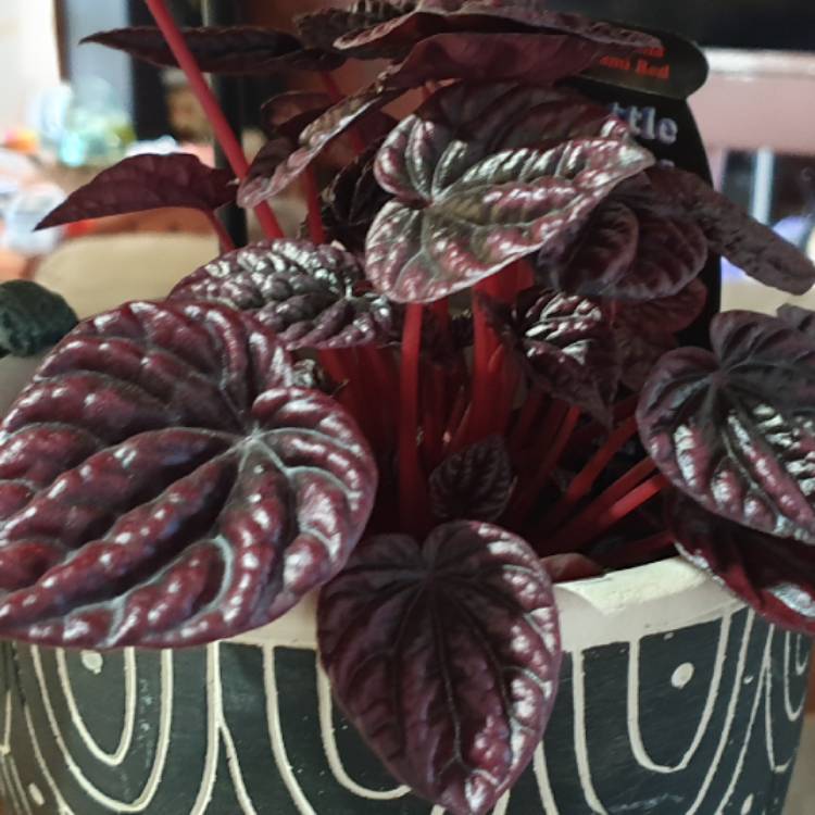 Plant image Peperomia Caperata 'Schumi Red'