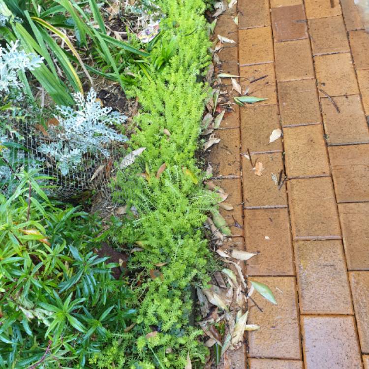 plant image 1535108