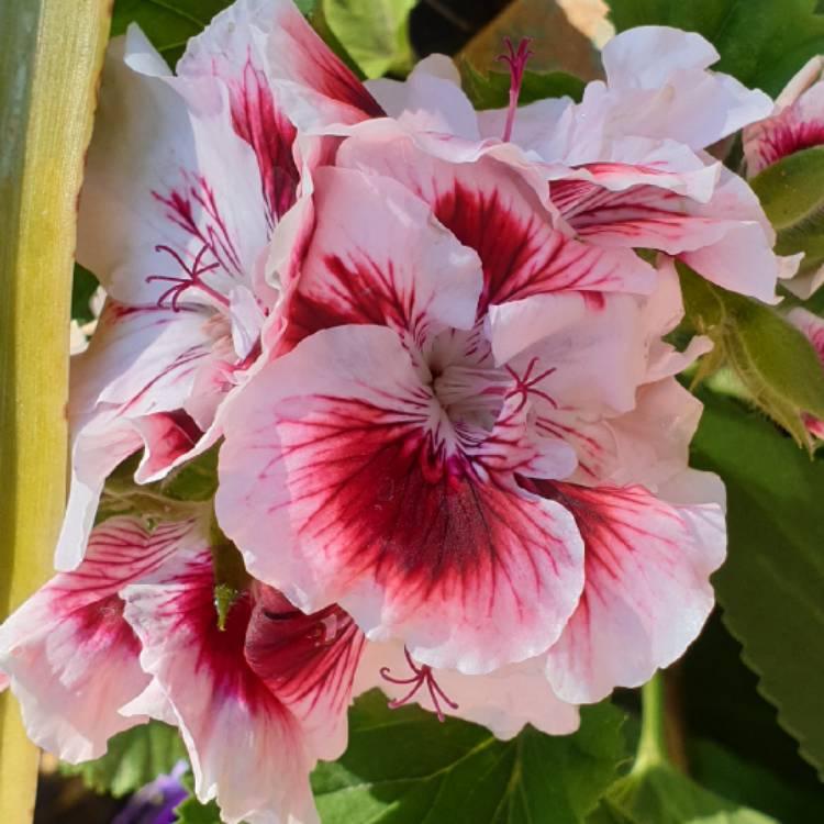 plant image 1535377