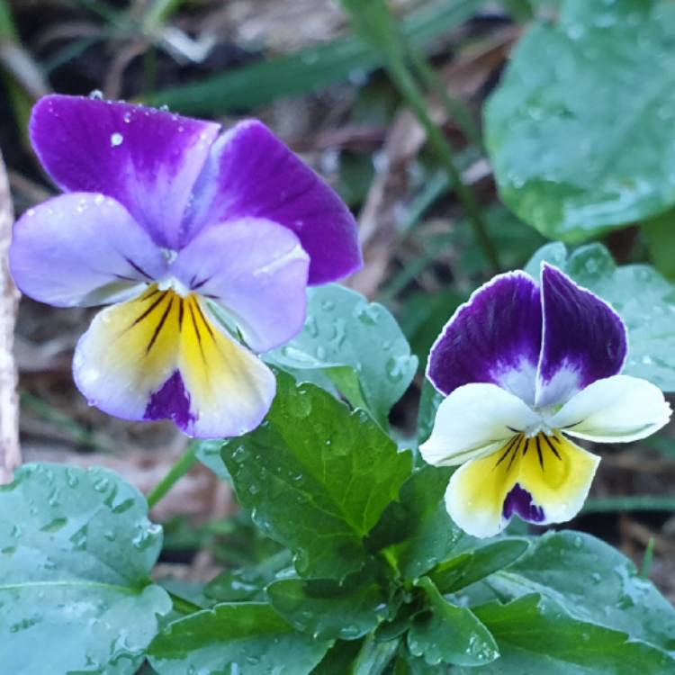 plant image 1535382 plant image 1535382