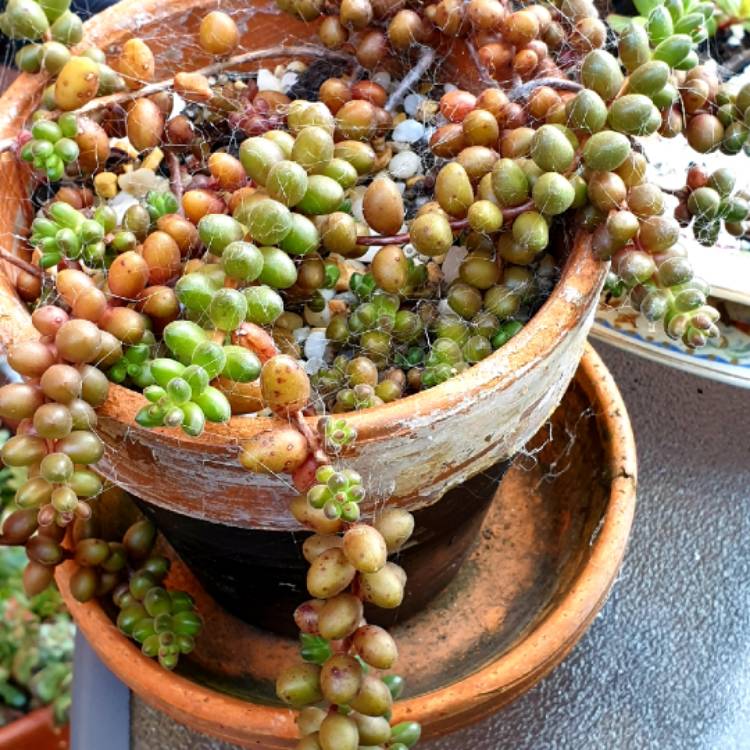 plant image 1536968