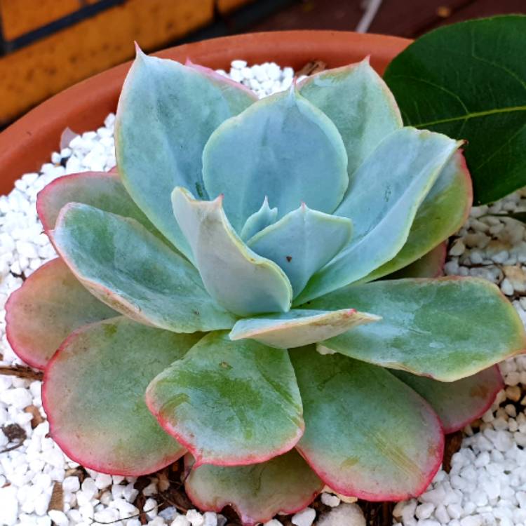 plant image 1540814