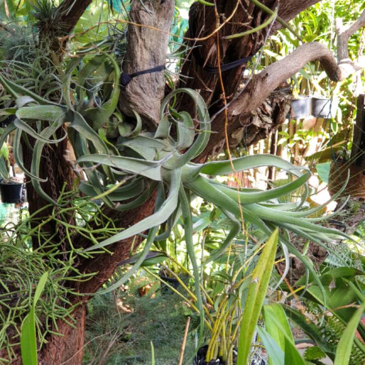 plant image 1542395 plant image 1542395