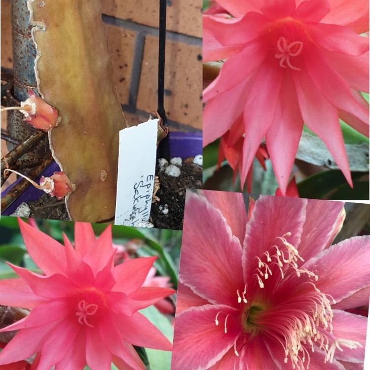 plant image 1544222