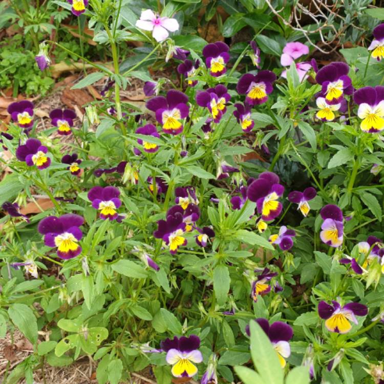 plant image 1544232 plant image 1544232