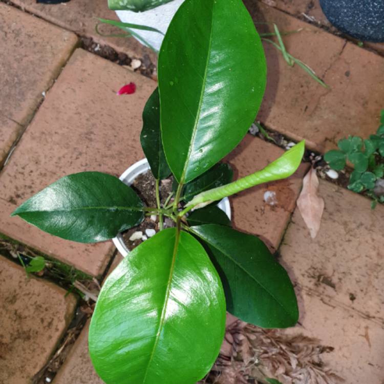 Plant image Garcinia mangostana