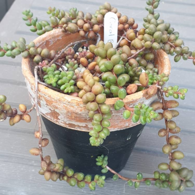 plant image 1545049