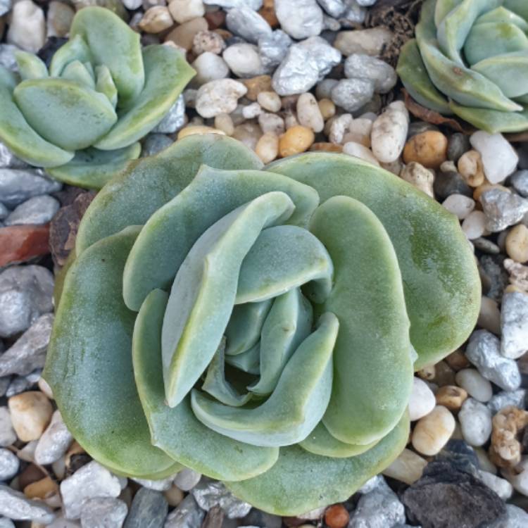 plant image 1545059 plant image 1545059