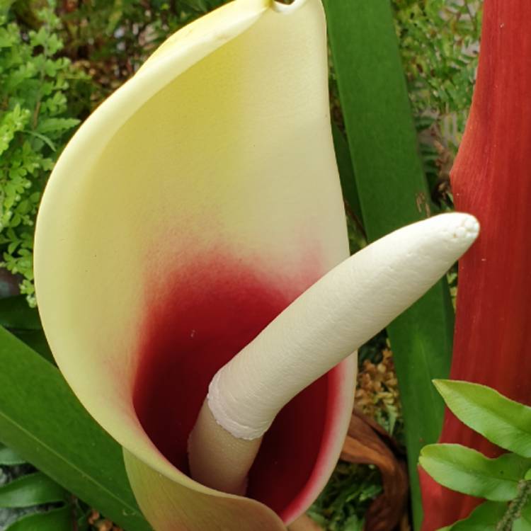plant image 1545798 plant image 1545798