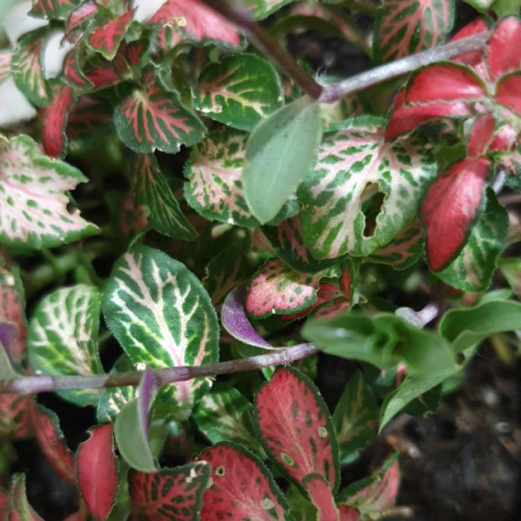 Plant image Fittonia agyroneura 'Mini Red Vein'