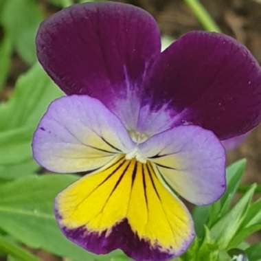 Viola tricolor 'Heartsease Yellow'