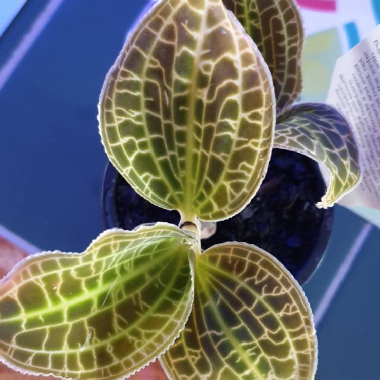 plant image 1549184