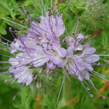 Phacelia tanacetifolia