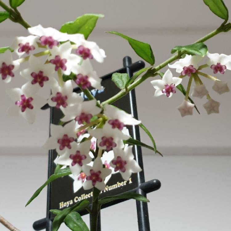 Plant image Hoya Bella
