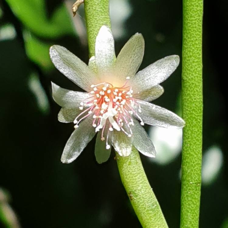 plant image 1550072 plant image 1550072