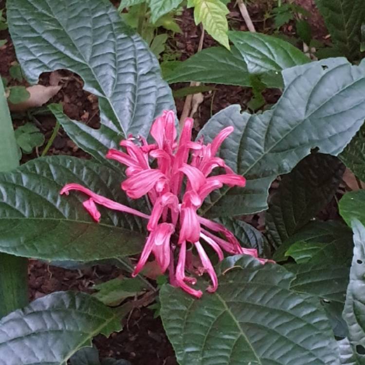 Plant image Justicia carnea