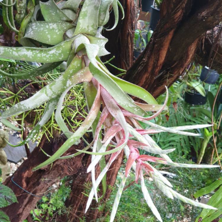 plant image 1552686 plant image 1552686