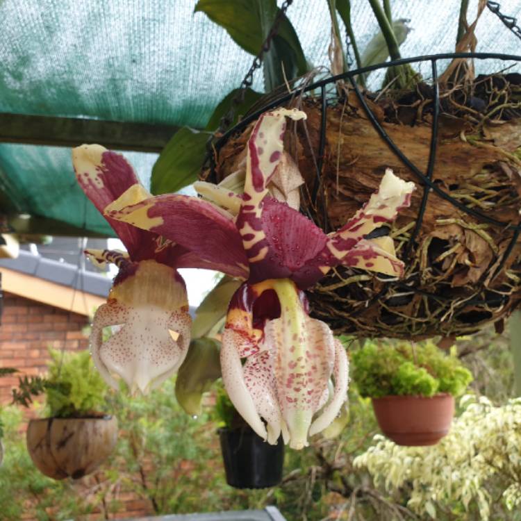 plant image 1553109 plant image 1553109