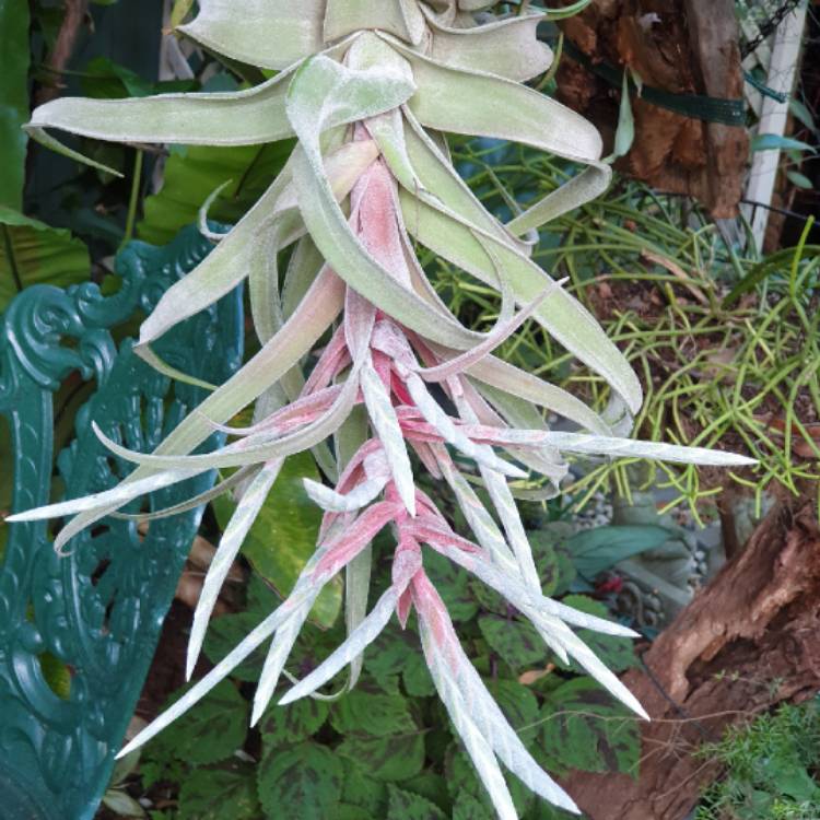 plant image 1554276 plant image 1554276