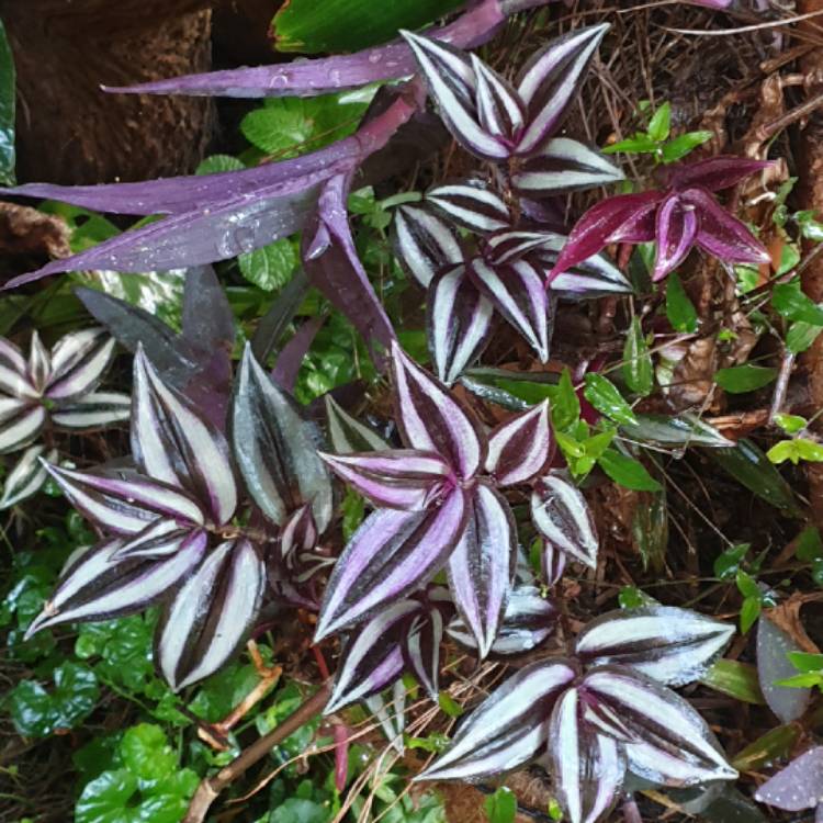 Plant image Tradescantia pallida 'Purpurea' syn. Tradescantia pallida 'Purple Heart'