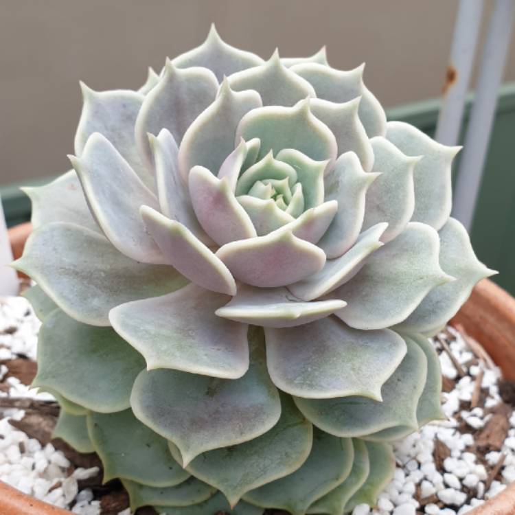 Plant image Echeveria Lilacina