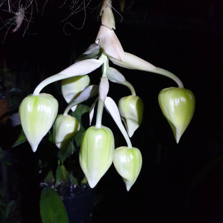 plant image 1556995
