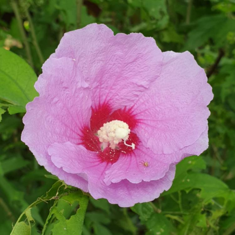Plant image Alyogyne huegelii