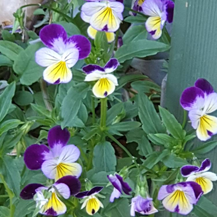 plant image 1557565 plant image 1557565