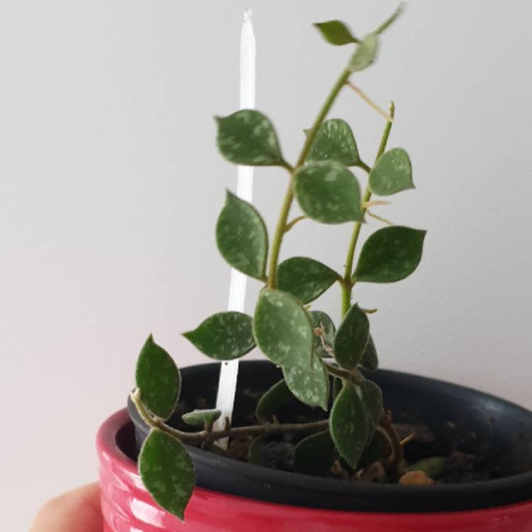 plant image 1559147