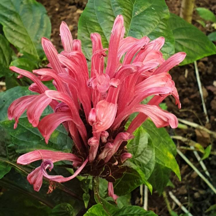 Plant image Justicia carnea