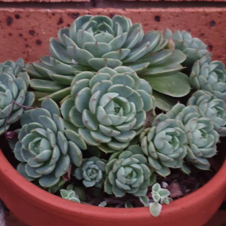 plant image 1561019 plant image 1561019
