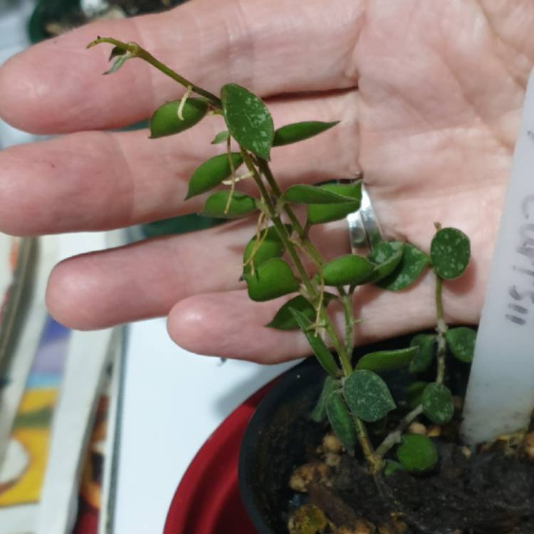 plant image 1561697