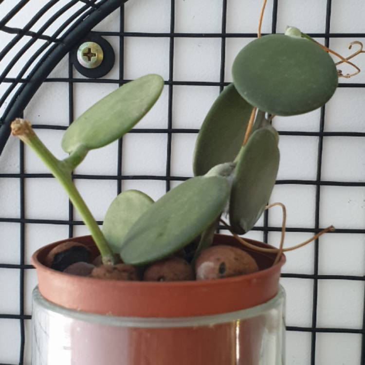 Plant image Xerosicyos danguyi