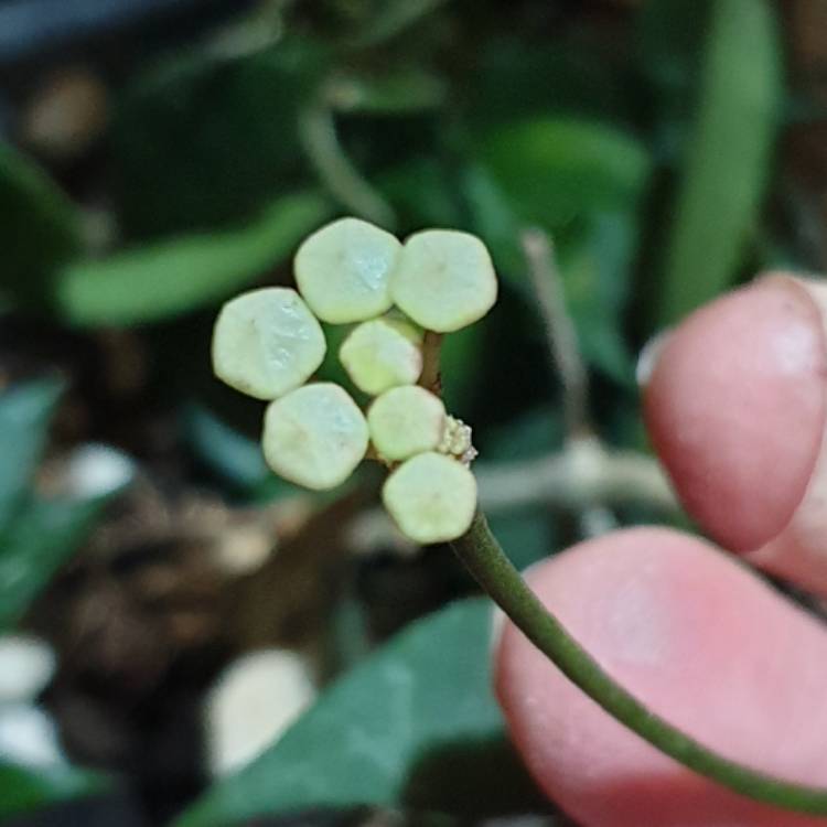 plant image 1562091 plant image 1562091