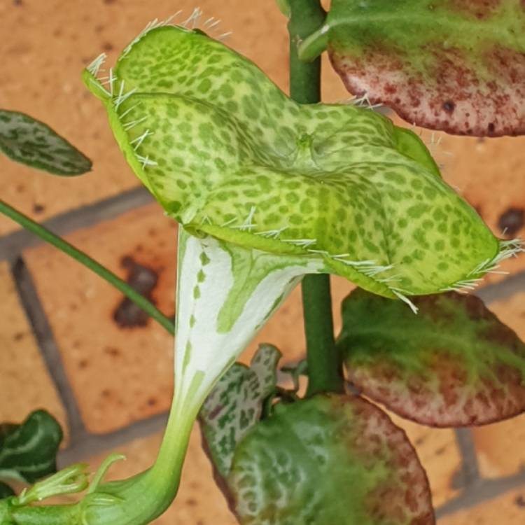 Plant image Ceropegia Sandersonii 