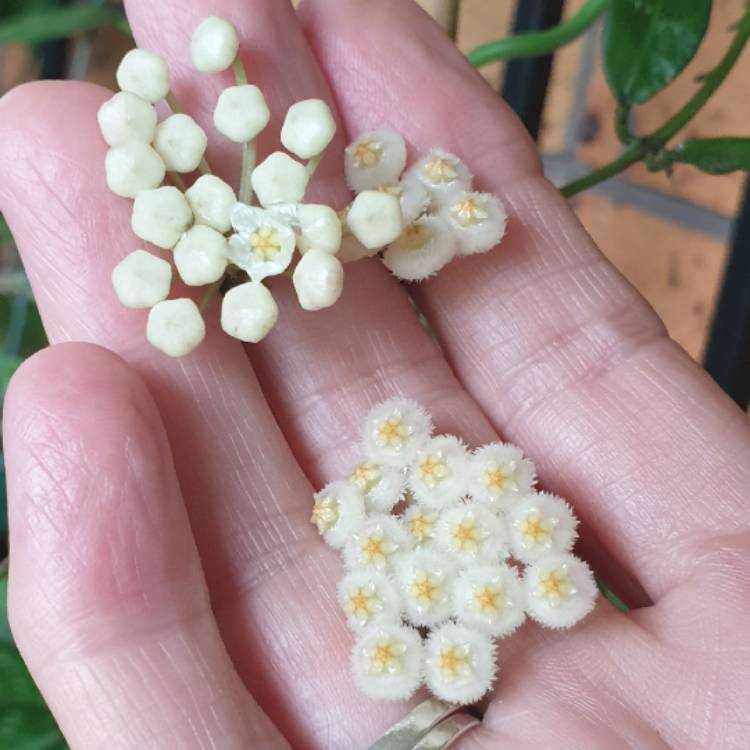 Plant image Hoya lacunosa var. lacunosa