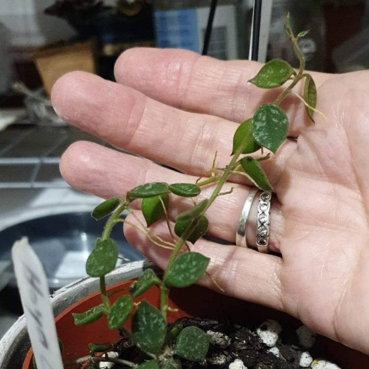 plant image 1567994