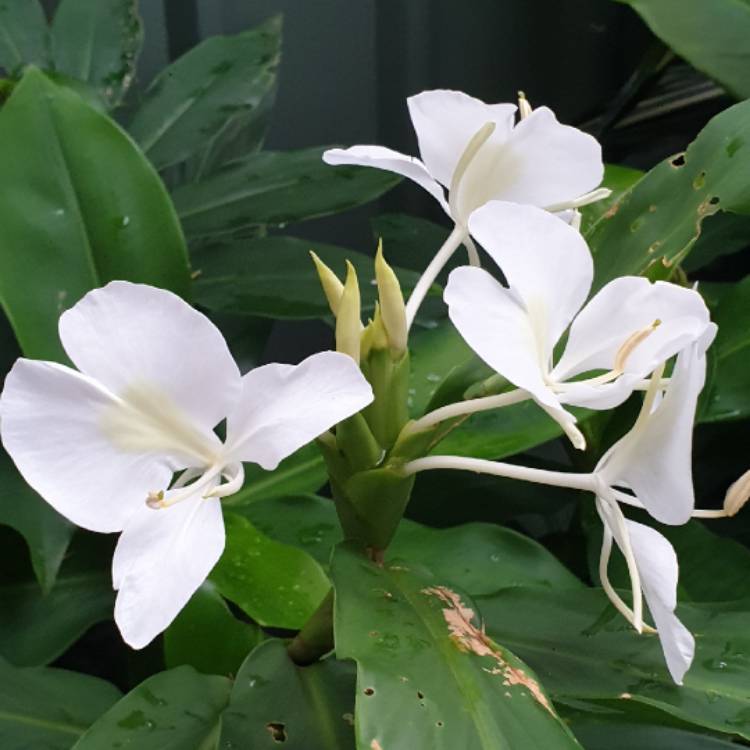 plant image 1570251