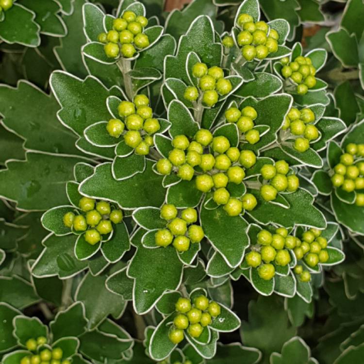 Plant image Ajania pacifica
