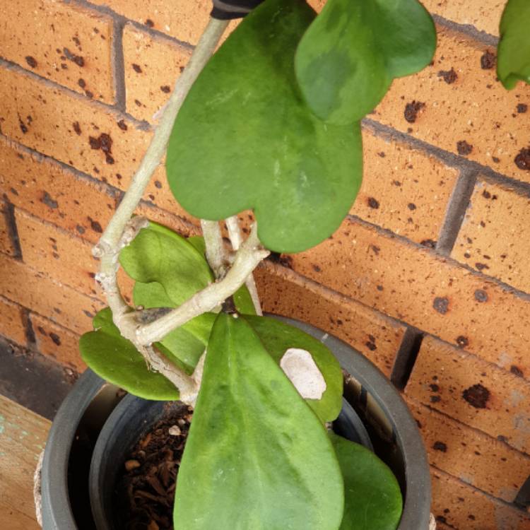 plant image 1573708 plant image 1573708